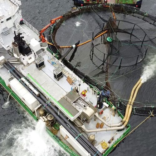 Salmon-farming-1